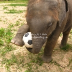 Der war so süß der kleine Elefant in Lampang / Thailand
